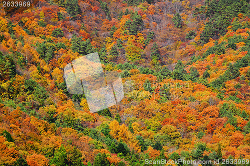 Image of Mountain in Autumn