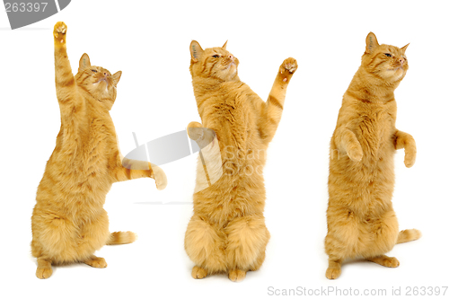 Image of Three dancing cats