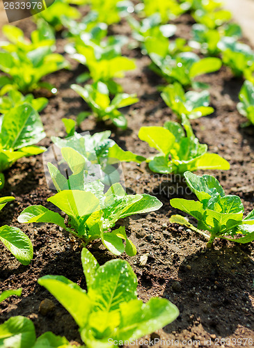 Image of Rows of lettuce