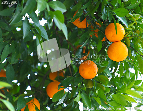 Image of Orange tree