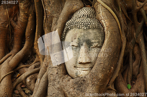 Image of Buddha head statue in tree root