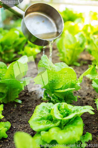 Image of Fertilizes of lettuce field