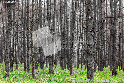 Image of Pine tree forest