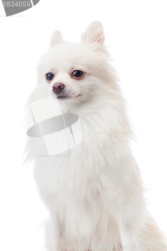 Image of White pomeranian dog portrait