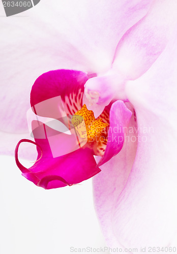 Image of Orchid flowers