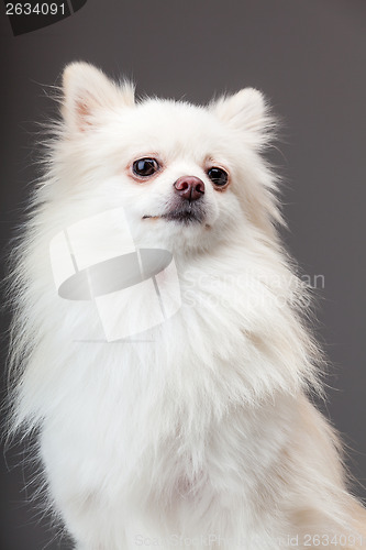 Image of Pomeranian dog with grey background