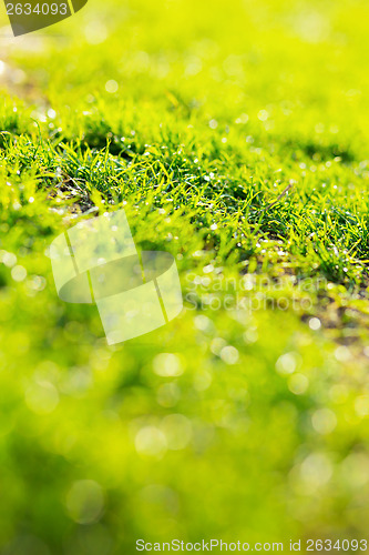 Image of Green Grass