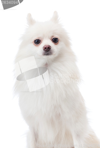 Image of Pomeranian pet dog