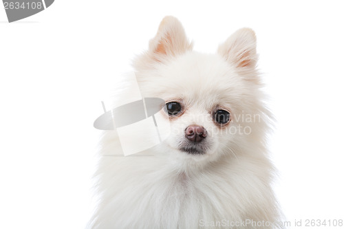 Image of Adorable white Pomeranian puppy