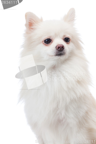 Image of White pomeranian portrait