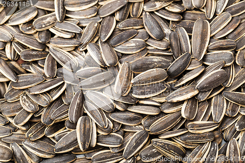 Image of Sunflower seed background