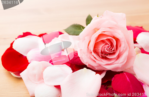 Image of Pink Rose with petal besides 