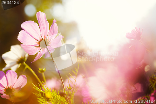 Image of Daisy flower against the sunlight 