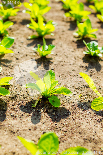 Image of Green lettuce in garden