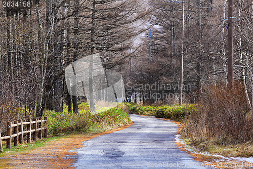 Image of Walkway in pine tree forest