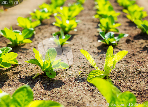 Image of Lettuce field 