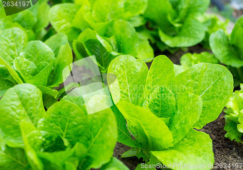 Image of Lettuce field in the countryside