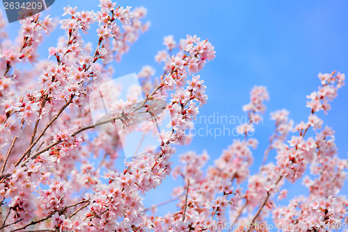 Image of Sakura with clear blue sky
