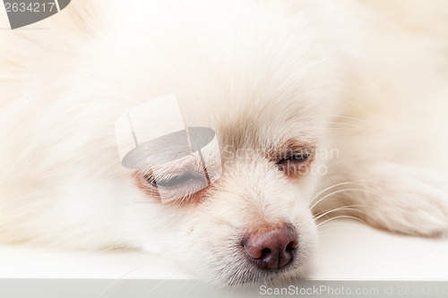 Image of White pomeranian sleeping