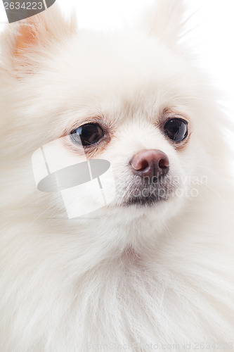 Image of White pomeranian dog close up