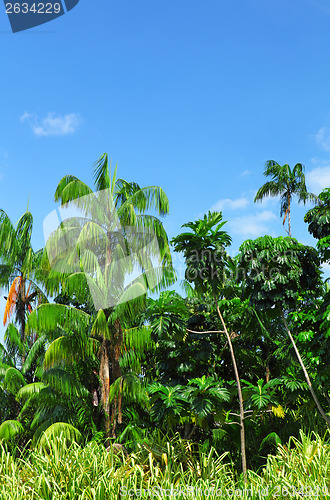 Image of Forest with coconut tree