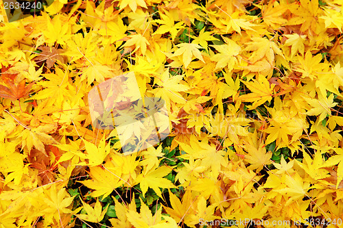 Image of Autumn yellow leaves