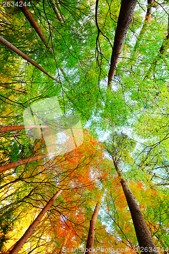 Image of Forest in autumn