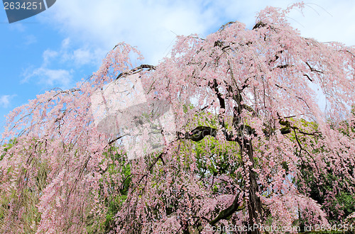 Image of Weeping Cherry tree 
