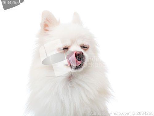 Image of Pomeranian Puppy with tongue