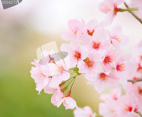 Image of Sakura