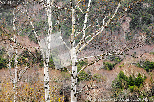 Image of Tree branch in forest during autumn season