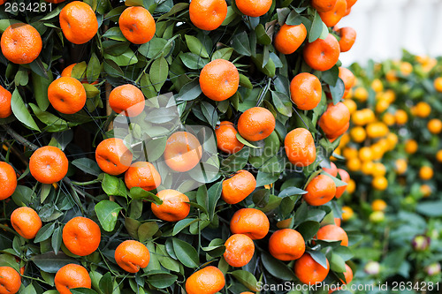 Image of Citrus Fruit for chinese new year