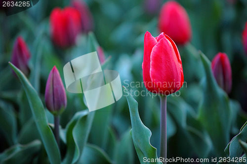 Image of Tulips in red