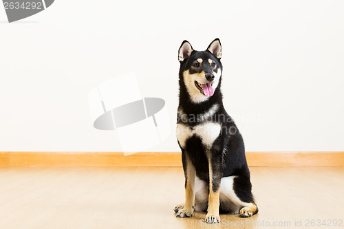 Image of Shiba in black