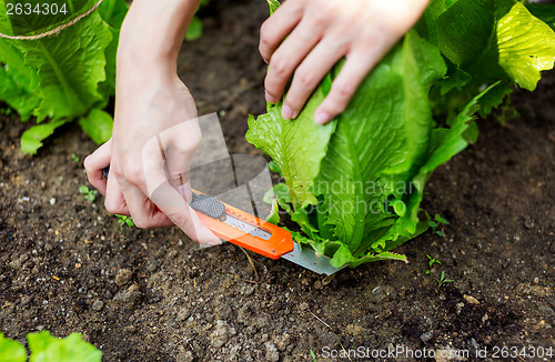 Image of Cutting lettuce with a cutter