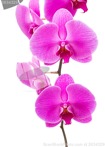 Image of Orchid radiant flower