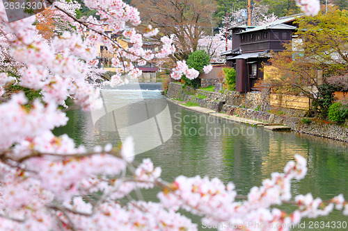 Image of Sakura in kyoto