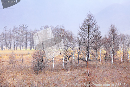 Image of Forest in autumn season