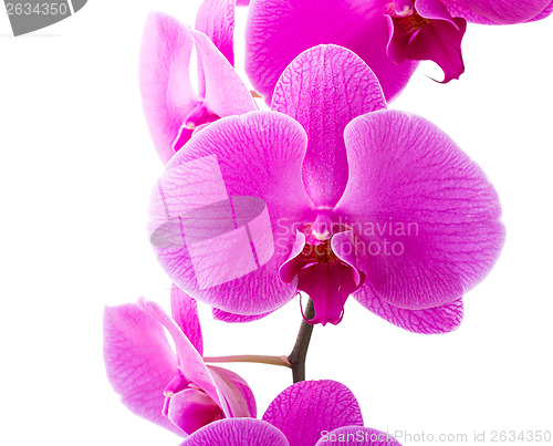 Image of Orchid radiant flower 