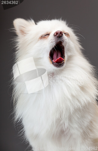 Image of Pomeranian yawn