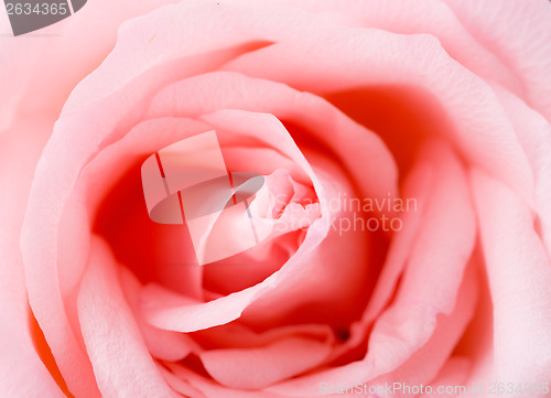 Image of Pink Rose texture 