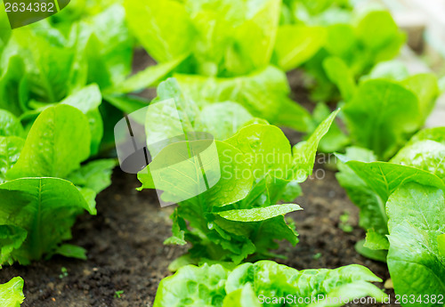 Image of Lettuce seedlings in field