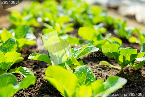 Image of lettuce plant in field 