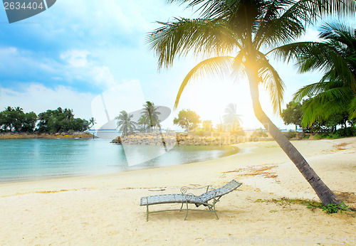 Image of Coconut tree and beach