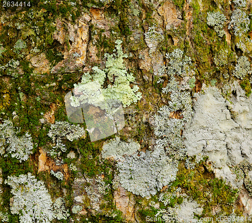 Image of Lichen