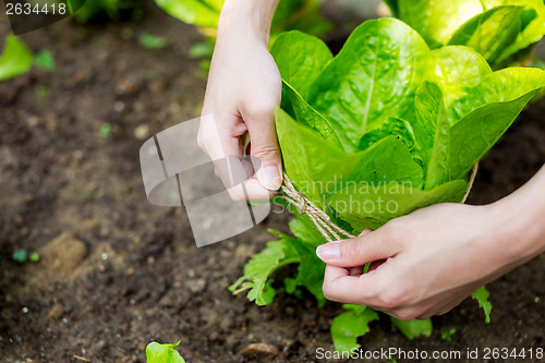 Image of Lettuce with rope protection