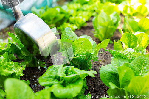 Image of Fertilizes of lettuce field close up