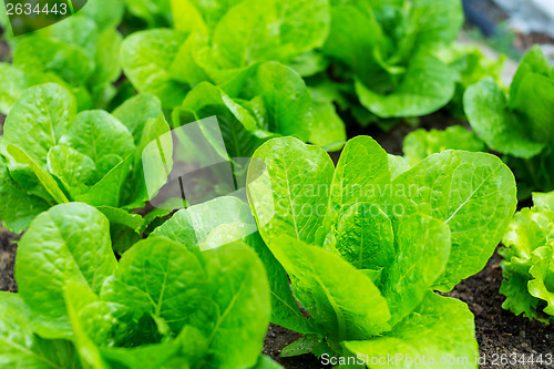 Image of Lettuce