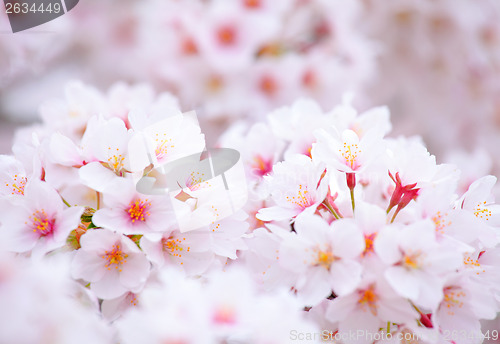 Image of Sakura close up