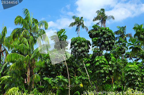 Image of Coconut palm trees in forest